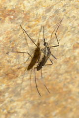 Aedes geniculatus