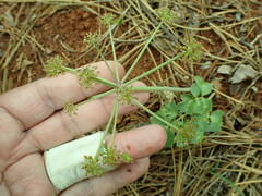 Lomatium howellii