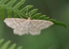 Idaea macilentaria