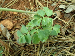 Lomatium howellii