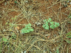 Lomatium howellii
