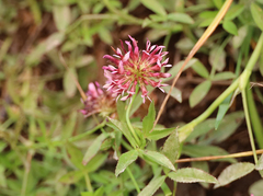Trifolium longipes
