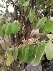 Malpighia mexicana
