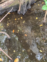 Sphoeroides testudineus