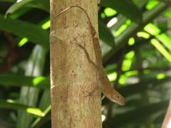 Anolis gundlachi