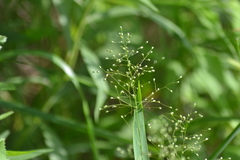 Dichanthelium dichotomum