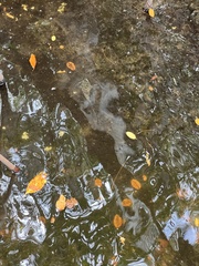 Sphoeroides testudineus