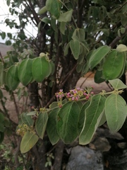Malpighia mexicana