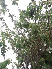 Malpighia mexicana