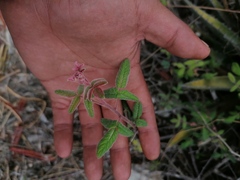Aloysia macrostachya