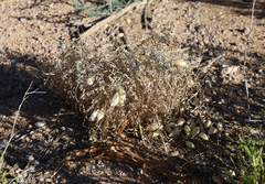 Astragalus allochrous playanus