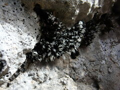 Grimmia tergestina