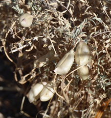 Astragalus allochrous playanus