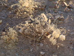 Astragalus allochrous playanus