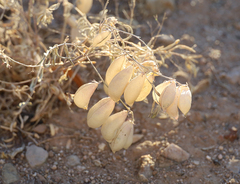 Astragalus allochrous playanus