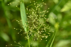 Dichanthelium dichotomum