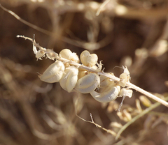 Astragalus lentiginosus australis