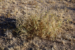 Astragalus lentiginosus australis