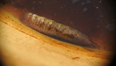 Lapposyrphus lapponicus