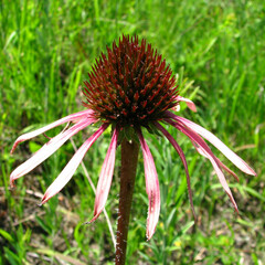 Echinacea simulata
