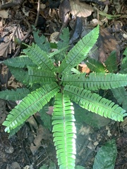 Adiantum pulverulentum