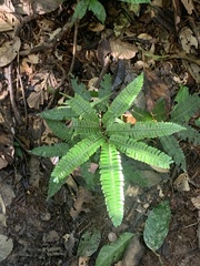 Adiantum pulverulentum