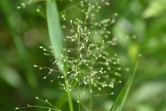 Dichanthelium dichotomum