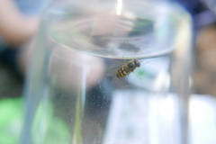 Lapposyrphus lapponicus