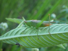 Conocephalus cinereus