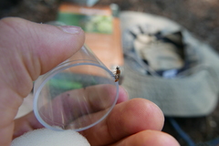Sphegina sibirica
