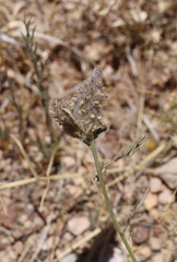 Dalea albiflora
