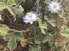 Passiflora arida