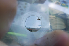 Sphegina sibirica
