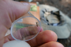 Sphegina sibirica
