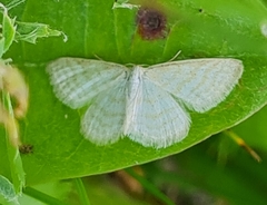 Idaea pallidata