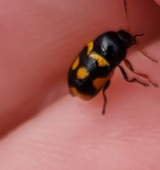 Cryptocephalus anticus