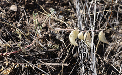 Astragalus allochrous playanus