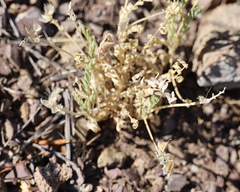 Astragalus nothoxys