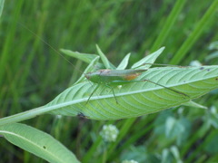 Conocephalus cinereus