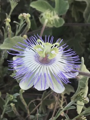 Passiflora arida
