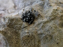 Grimmia tergestina