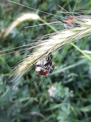 Anisoplia austriaca