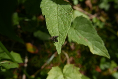Tinagma perdicella