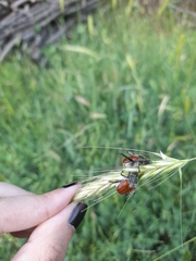 Anisoplia austriaca