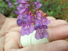 Penstemon parvulus
