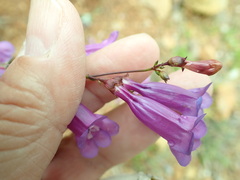 Penstemon parvulus