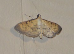 Herpetogramma fluctuosalis