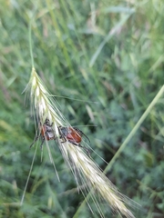 Anisoplia austriaca