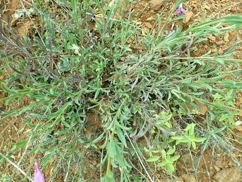 Image of Penstemon parvulus by no rights reserved