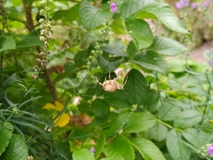 Araneus diadematus